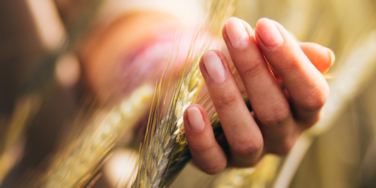 Header image of hand holding wheat in a field